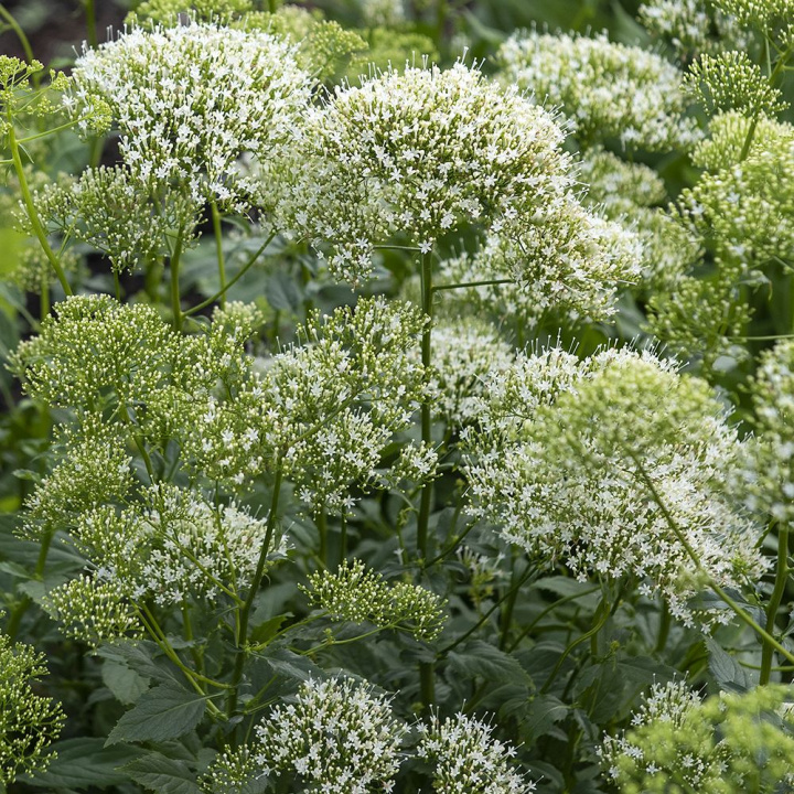 Summer savory ''''White Knight''''