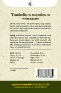 Summer savory ''''White Knight''''