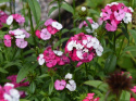 Jednoroczna Goździkowata F1 'Słodka Różowa Magia'