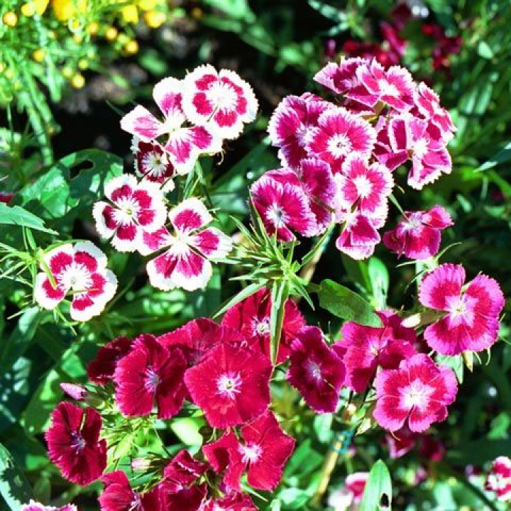 Jednoroczna goździk szczecinkowy 'Summer Beauty', mieszanka różowych kolorów z pojedynczymi kwiatami