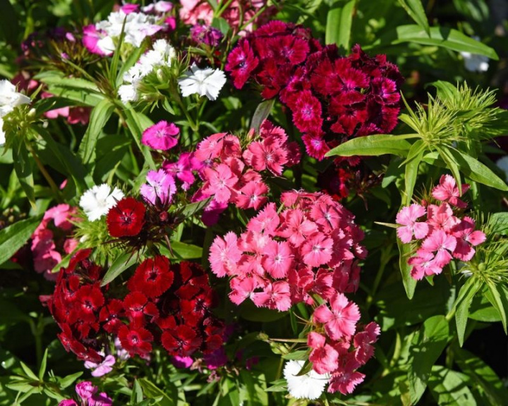 Jednoroczna goździk szczeciniasty F1 'Dash Mixture', pachnące kwiaty w różnych kolorach.