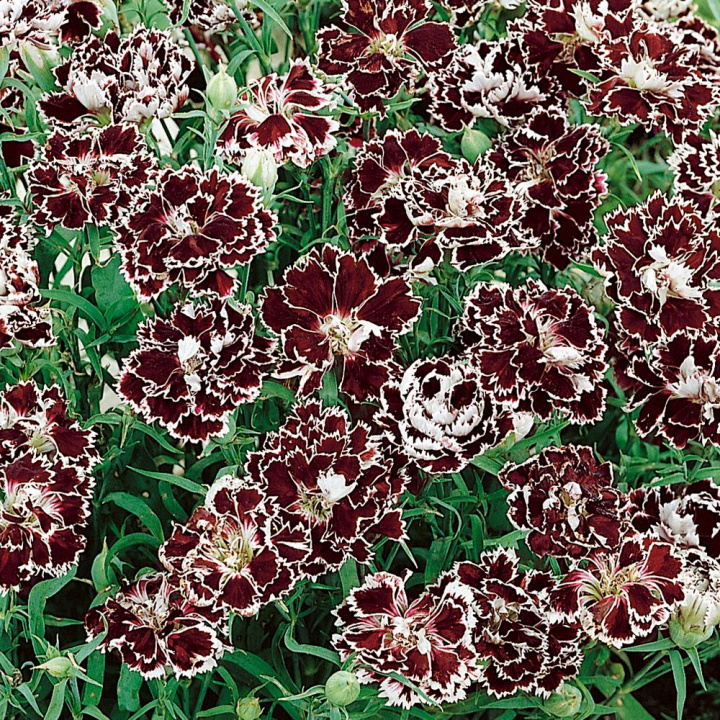 Heddewigsnejlika 'Black & White Chianti', pachnące kwiaty w purpurowo-czarnym kolorze.