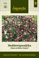 Heddewigsnejlika 'Black & White Chianti', pachnące kwiaty w purpurowo-czarnym kolorze.