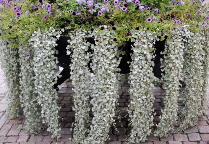 Powojnik 'Silver Falls', długie na metr pędy pokryte srebrno-zielonymi liśćmi.