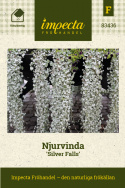 Powojnik 'Silver Falls', długie na metr pędy pokryte srebrno-zielonymi liśćmi.
