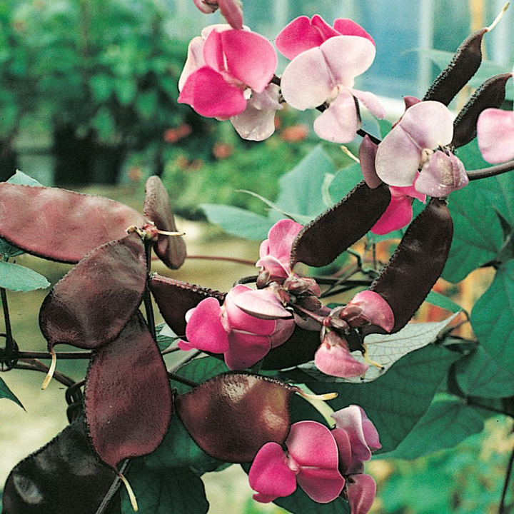 Fasola hełmowa, roślina pnąca z długimi pędami. Czerwone i białe kwiatostany.