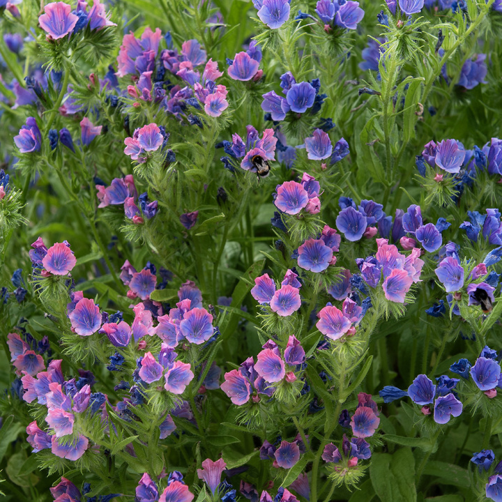 Niebieska żmijka ''Pink Bedder''