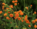 Tofblomster 'Irish Poet', jaskrawo pomarańczowe, zwarte, szczecinowate drobne kwiaty w kiściach na wysokich łodygach.