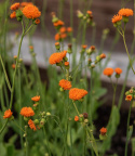 Tofblomster 'Irish Poet', jaskrawo pomarańczowe, zwarte, szczecinowate drobne kwiaty w kiściach na wysokich łodygach.