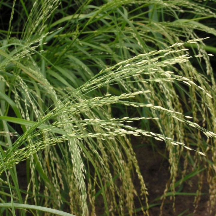 Teff, trawa ozdobna ze srebrnozielonymi wiechami, dekoracyjna w rabatach i bukietach.