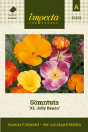 Sömntuta 'XL Jelly Beans', Łatwa w uprawie i wdzięczna roślina letnia do rabatek i donic.