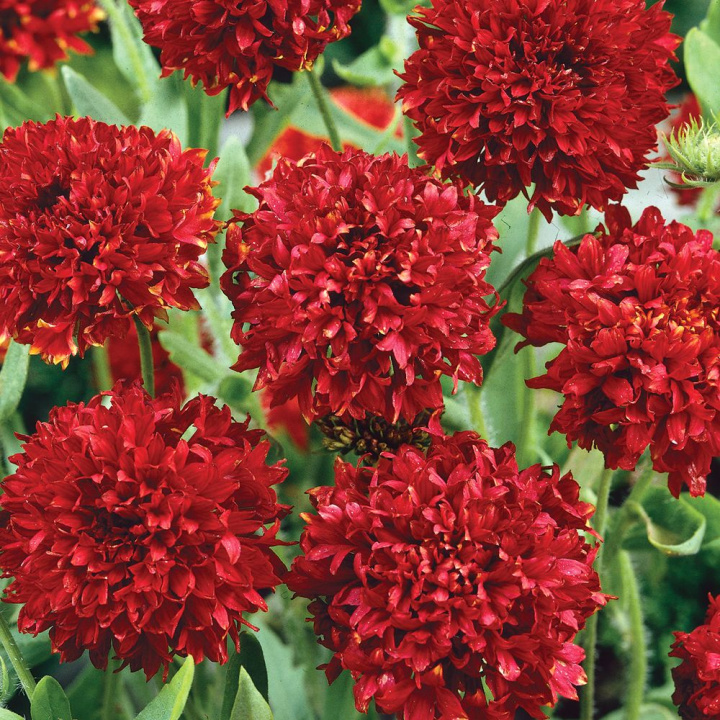 Sommarkokardblomster 'Red Plume', Gęste, kuliste, krwistoczerwone kwiaty w dużej ilości.