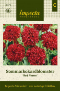 Sommarkokardblomster 'Red Plume', Gęste, kuliste, krwistoczerwone kwiaty w dużej ilości.
