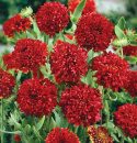 Sommarkokardblomster 'Red Plume', Gęste, kuliste, krwistoczerwone kwiaty w dużej ilości.