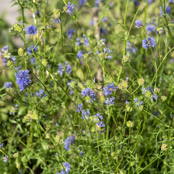Bollgilia, delikatny lawendowoniebieski, małe, okrągłe kwiatostany.