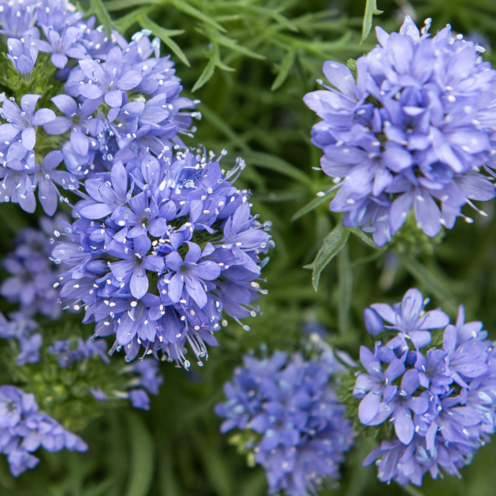Gilia, ładna w rabacie, doniczce lub jako kwiat cięty. Dobra roślina przyciągająca owady zapylające.