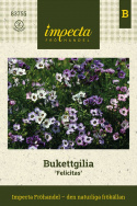 Bukietowa gilia 'Felicitas', delikatne rośliny o piórkowatych liściach i rozłożystym pokroju.