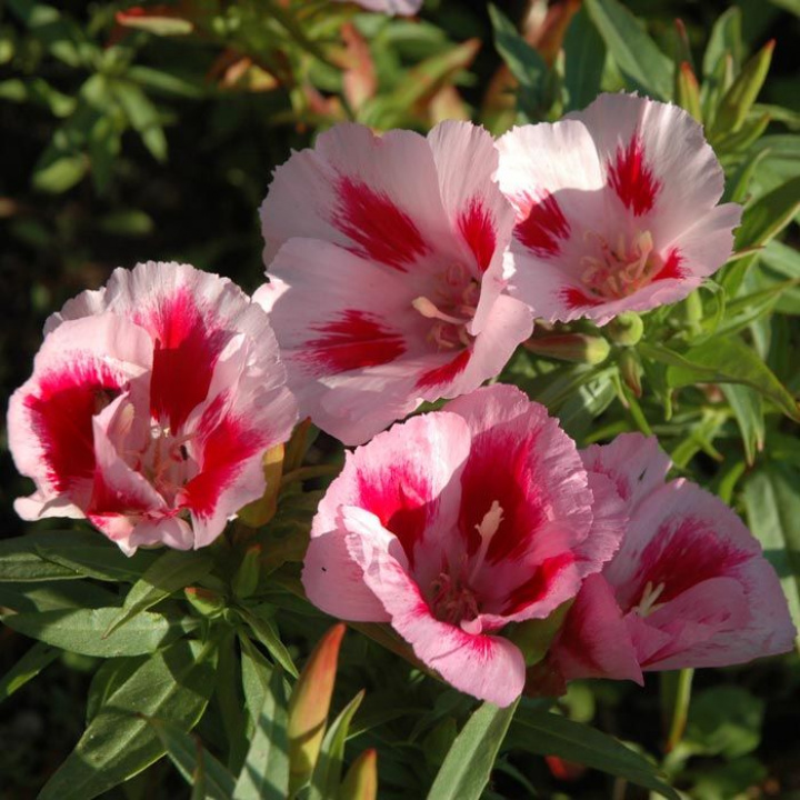 Atlasblomma 'Rembrandt', duże, dwukolorowe kwiaty od białych do jasnoróżowych.