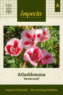Atlasblomma 'Rembrandt', duże, dwukolorowe kwiaty od białych do jasnoróżowych.