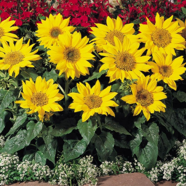 Słonecznik doniczkowy 'Pacino', pojedyncze, jasnożółte, mniejsze kwiaty. Rośliny wielogałęziste.