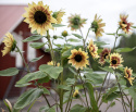 Słonecznik 'Summer Lovin', Obficie kwitnący i dobrze rozgałęziony pokrój.