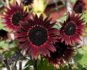 Purpurowy słonecznik F1 'Desire Red', Głębokie aksamitnoczerwone kwiaty o średnicy około 12-15 cm.