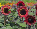 Purpurowy słonecznik F1 'Desire Red', Głębokie aksamitnoczerwone kwiaty o średnicy około 12-15 cm.