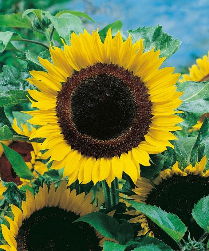 Słonecznik olbrzymi 'Titan', słonecznie żółte kwiaty z ogromnym środkiem.