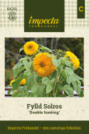Wielokwiatowy słonecznik 'Double Sunking', pełne kwiaty, jasnożółte kwiaty z limonkowo zielonym środkiem.