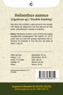 Wielokwiatowy słonecznik 'Double Sunking', pełne kwiaty, jasnożółte kwiaty z limonkowo zielonym środkiem.