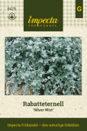 Rabatteternell 'Silver Mist', roślina liściasta z srebrnozielonymi drobnymi liśćmi wzdłuż łodygi.