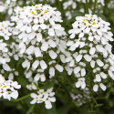 Blomsteriberis ''''Biały Szczyt''''
