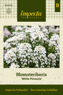 Blomsteriberis ''''Biały Szczyt''''