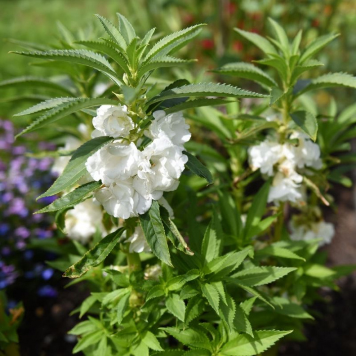 Balsamina 'White', gęste, pełne, podwójne kwiaty w najczystszej bieli.