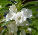 Balsamina 'White', gęste, pełne, podwójne kwiaty w najczystszej bieli.