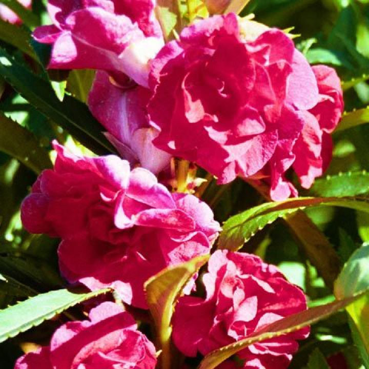 Balsamina 'Scarlet Favourite', gęste, pełne podwójne kwiaty w jaskrawoczerwonym kolorze wiśni.