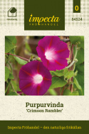 Purpurvinda 'Crimson Rambler', purpurowoczerwone kwiaty z karmazynowymi wzorami i białym gardłem.
