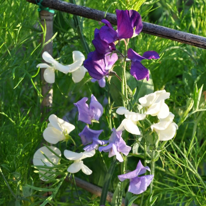 Groszek pachnący 'Ocean Foam', mieszanka w kolorach morskiego błękitu, lawendowego i białych tonów.