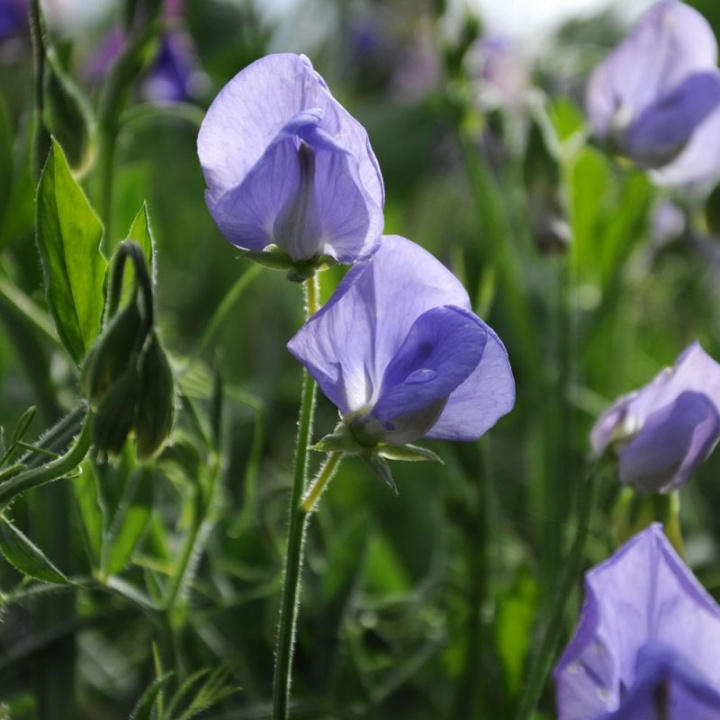Groch pachnący 'Old Spice Flora Norton', o silnym zapachu i jasnoniebieskich, delikatnych kwiatach