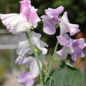 Lathyrus 'Pulsar', białe kwiaty z niebiesko-fioletowym odcieniem i falującym żaglem.