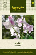Lathyrus 'Pulsar', białe kwiaty z niebiesko-fioletowym odcieniem i falującym żaglem.