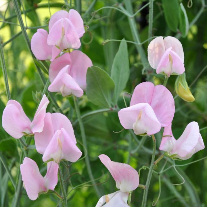 Groszek pachnący 'Old Spice Janet Scott', Aromatyczny z delikatnymi pasteloworóżowymi, subtelnymi kwiatami