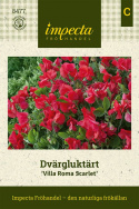 Karłowata groszek pachnący Villa Roma Scarlet, kwiatowa piękność w szkarłatnym odcieniu