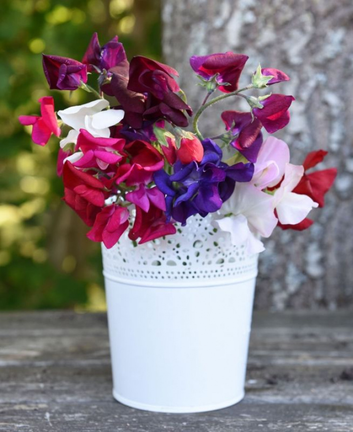 Groch pachnący 'Jet Set Mixed', duże kwiaty, pachnący, różnorodna mieszanka kolorów