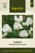 Groszek pachnący 'Spring Sunshine Cream', eleganckie, delikatnie kremowo-białe kwiaty. Wczesno kwitnące i ekskluzywne.