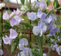 Groch zwyczajny 'Spring Sunshine Light Blue', Piękna roślina pnąca na kratki i podobne.