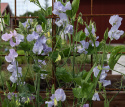 Groch zwyczajny 'Spring Sunshine Light Blue', Piękna roślina pnąca na kratki i podobne.