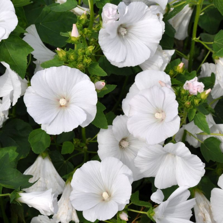 Malwa letnia 'Mont Blanc', duże, otwarte dzwonkowate kwiaty, białe z srebrzystym połyskiem.