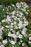 Malwa letnia 'Mont Blanc', duże, otwarte dzwonkowate kwiaty, białe z srebrzystym połyskiem.