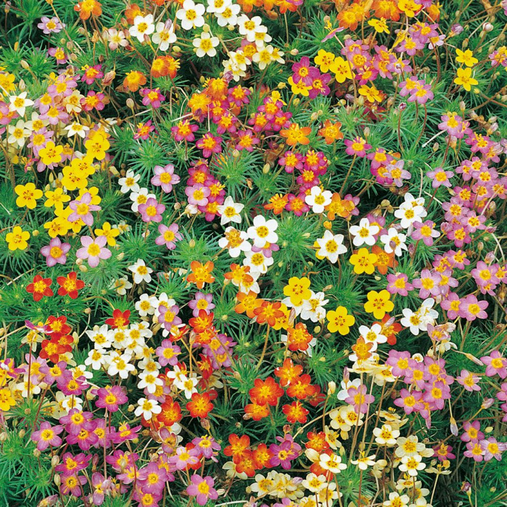 Brokgilia 'Confetti', gwiazdkowate drobne kwiaty we wszystkich kolorach tęczy.